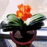 Генерал с зеленым растением в горшках -орхидее с цветочницей старые саженцы цветочные растения гостиная четыре сезона четыре сезона