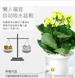 Долговечность цветочные горшки Тяжелые лепестки Большие цветочные саженцы с цветочными почками и цветами и растениями.