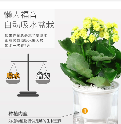 Долговечность цветочные горшки Тяжелые лепестки Большие цветочные саженцы с цветочными почками и цветами и растениями.