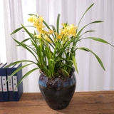 Орхидея горшечные растения в помещении цветы и зеленые растения в четырех сезонах орхидеи по имени орхидея ароматный ладан Тип Сон Сянгфей