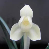 Белоснежный Сухэ 5 саженцев купи два получи один в подарок