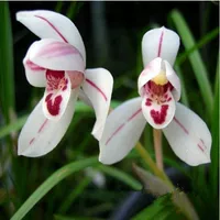 Чжу Шихэ 5 саженцев купи два получи один в подарок