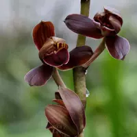 Dongdi Mohe 5 саженцев купи два получи один в подарок