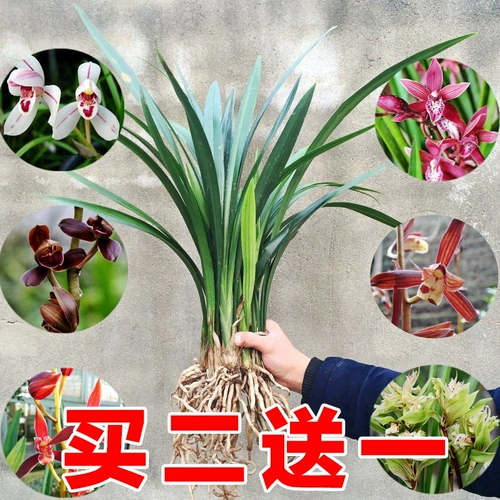 Орхидея Цзяньлан Чунчи Мочи Миао Zixia Fairy Open Red Orchid Miao Balcon Green Plum Plum Plum Camellia