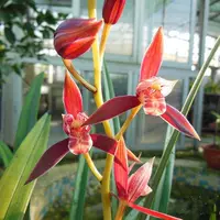 Люфэнхунсу 5 саженцев, купи два, получи один в подарок.