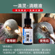 Glyde pigeon medicine monocular cold medicine eyes tearing and swelling a drop of spirit respiratory tract pigeon medicine complete list of common diseases