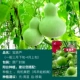 Bao Gourd Seed-Original Package
