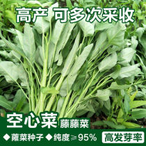  Big leaf cabbage seeds Four seasons willow leaf white stem macaroni seeds Balcony potted vegetable seeds for farmers  homes