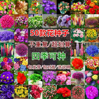 50 models do not repeat the Four Seasons easy seed flower seeds bloom constantly purify the air flower potted flower plant flower plant flower grass seed