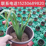 Водные искусственные экологические плавучие островные водные растения, посадные зеленый экологический плавучий руд