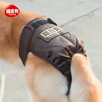 Золотые скорее собачьи физиологические штаны, собаки, собаки, собаки и собаки, домашние животные средней собаки тетя тетя сантехника