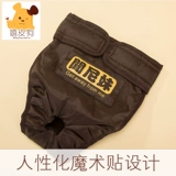 Золотые скорее собачьи физиологические штаны, собаки, собаки, собаки и собаки, домашние животные средней собаки тетя тетя сантехника