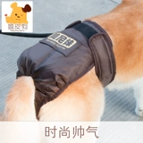 Золотые скорее собачьи физиологические штаны, собаки, собаки, собаки и собаки, домашние животные средней собаки тетя тетя сантехника