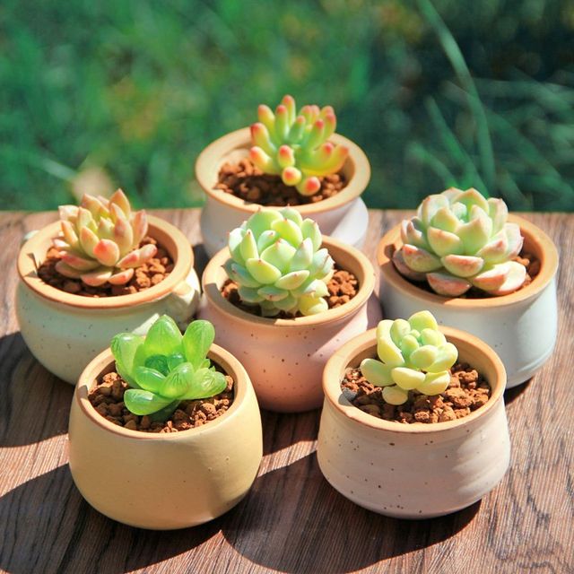 Succulent student novice set Succulent plant combination potted set Office succulent pot with soil and plant