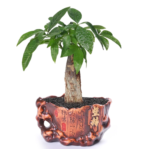 Ретро -дерево