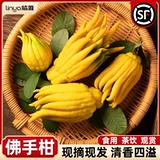 Гидропонное растение бергамота с ветвями, свежими фруктами, свежими украшениями из чайота, комнатное гидропонное зеленое растение в горшке, декоративная цветочная композиция