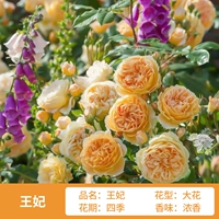 Принцесса высотой около 1,2 метра