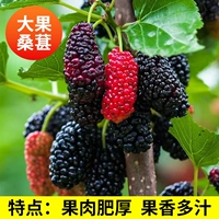 1 метр с большим фруктовым тутовым деревом 80 см-1 (результат был заполнен в этом году)