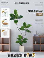 Зеленый бежевый ластик, 1.6м