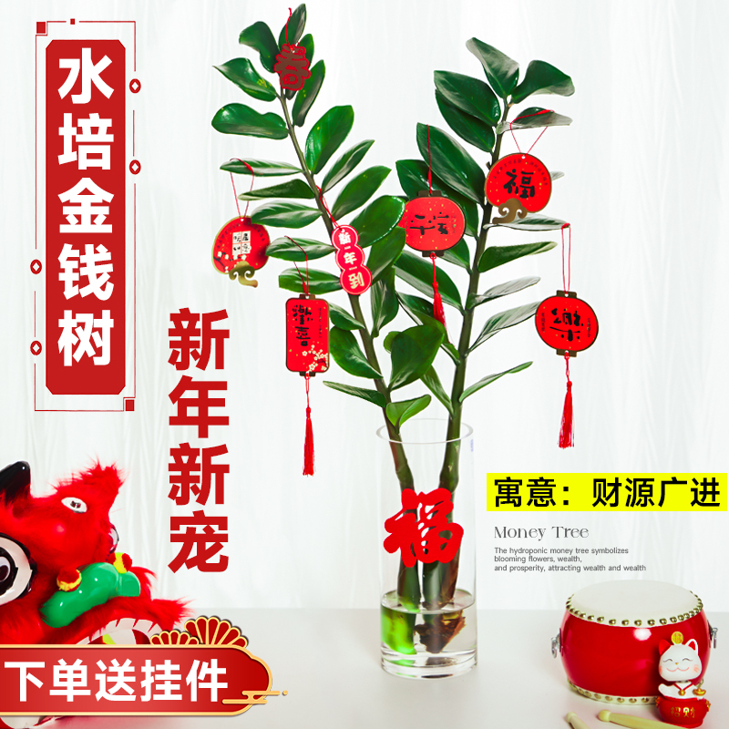 Hydroponic Money Tree, Money Plant Bunch, Fresh Cut Flowers, Living Room Green Plants, Four-Season Flowering Plants, Indoor Flowers, New Year Flowers