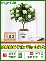 [Живи в течение одного года] -класс -классной формы на леденце сад+керамическая любовь и натуральный бассейн [принесите цветы с цветами и горшками]