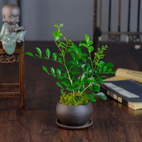 Zen yimi jiuli xiang+Zisha Trust