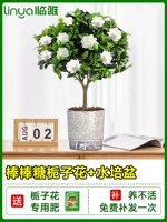 [Живи в течение одного года] А -коэффициент оластинговой формы цветок сада+гидропонный бассейн [принесите цветы с горшками с горшками]