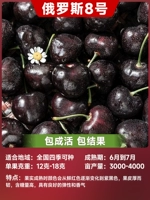 Россия, 20-50см