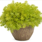 Фоджия травяной горшечный двор садовой крыша посадка зеленых саженцев, золотая кожаная бонсай, многолетние растения