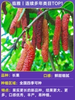 1 шелковица длинноплодная (плодоносит в том же году) 40-60см.