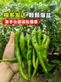 Аутентичный Zhangshu Pepper SeedLift Miao Hunan Pepper Seeds Feely Four Seasons Four Seasons Chao Tian Jiao Chili Pepper Pept Pot Pot