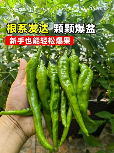 Аутентичный Zhangshu Pepper SeedLift Miao Hunan Pepper Seeds Feely Four Seasons Four Seasons Chao Tian Jiao Chili Pepper Pept Pot Pot