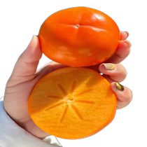 Persimmon Sapien Trees Crisp sweet tree Fruit Miao Courtyard Fruit Trees marry Miao Nan Northern Dwarf Tomatoes Tree Potted Fruit Seedlings