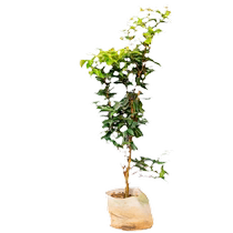 Jiabao fruit tree large tree grape seedling fruit tree extra large Jiabao fruit tree precious four seasons southern planting courtyard potted plant