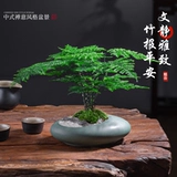 Спаржа в горшке, старое свайное растение, бонсай, домашний офис, рабочий стол, маленькое зеленое растение, элитные украшения для ландшафтного дизайна, легко ухаживать в любое время года