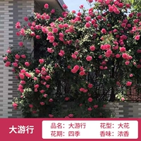 Около 1,6 метра в параде