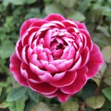 [Мэри Роуз] Порежьте солнце и розовые цветы, розовые цветочные лепестки розовые лепестки роз выглядят хорошо на балконе