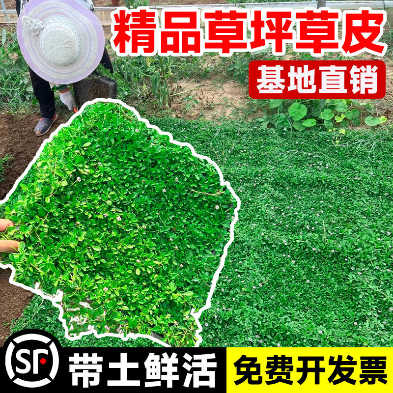 Lawn with native turf grass seed patio outdoor laid cushion artificial carpet cushion resistant to cold and freeze easy to live Ji Roccograss-Taobao