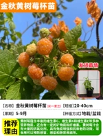 [Купить один на троих] Премиум золотистая осенняя желтая чашка для саженцев малины, оригинальная чашка с почвой