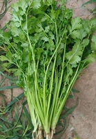 Big Leaf Coriander 200g Bulk 50G Органические удобрения.