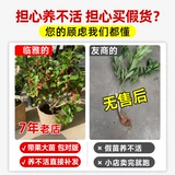 Саженцы для точки