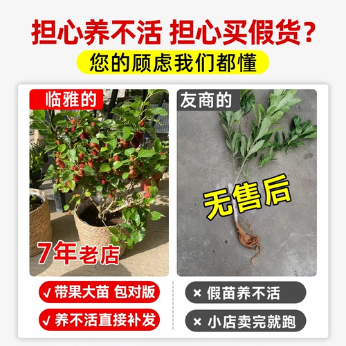 Саженцы для точки