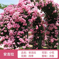 Анжела 1 метр 6 высота