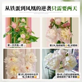 Feng yu luo jinchi pei цветок цветок цветок цветок Yunnan прямые волосы Букет шандун Hze Pei Flower Clorte Room Гостиная уход за водой цветы