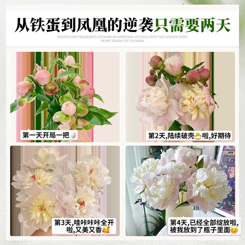 Feng yu luo jinchi pei цветок цветок цветок цветок Yunnan прямые волосы Букет шандун Hze Pei Flower Clorte Room Гостиная уход за водой цветы