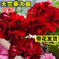 [Сильный аромат цветов] Геран [красный] горшечные растения с цветами