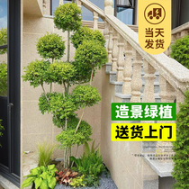 Shiny Ligustrum lucidum multi-head lollipop villa shape tree flower border plant courtyard green plant landscaping four seasons evergreen and cold-resistant