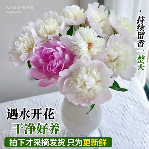 Feng yu luo jinchi pei цветок цветок цветок цветок Yunnan прямые волосы Букет шандун Hze Pei Flower Clorte Room Гостиная уход за водой цветы