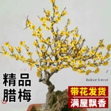 Саженцы деревьев Plummeli, сильные ароматные суксин ла -горшок старая куча бонсай посадка внутреннего двора и наружные красные цветы сливы и зеленые растения