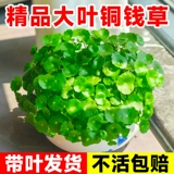 Крупнолистное медное денежное растение, гидропонное растение в горшке для дома, гостиной, офиса, водное гидропонное растение, денежное растение, легко выращивать